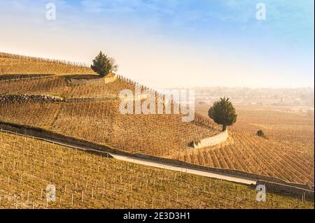 Vignobles d'hiver sur le Tain-l'Hermitage, une célèbre destination viticole dans la vallée du Rhône en France Banque D'Images