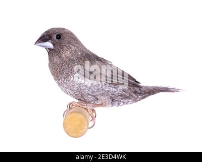 Society Finch aka Lonchura domesticus, assis sur une branche en bois. Isolé sur fond blanc. Banque D'Images