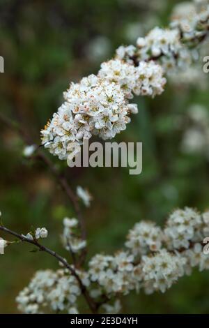 Branches de Hawthorn, Crataegus monogyna, dans les montagnes. Abruzzes, Italie, Europe Banque D'Images