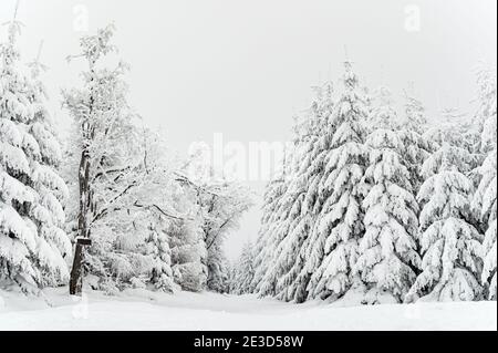 Forêt d'hiver recouvert de neige Banque D'Images