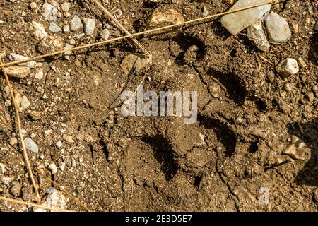 Italie Trentin - Sentiero della Pace à Val di Concei, empreinte de l'ours gauche sur le sentier près du sommet du mont Cadria. CHEMIN SAT 423. Banque D'Images