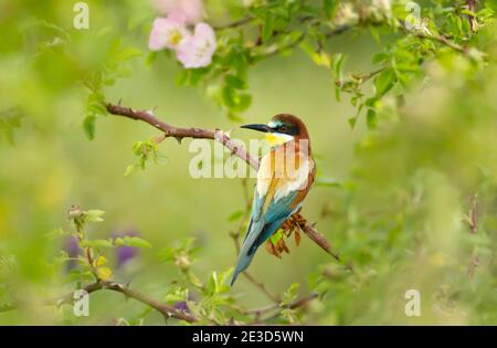 Gros plan d'un Bee-Eater perché en été, Bulgarie. Banque D'Images