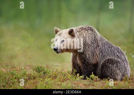 Gros plan d'un grand ours brun eurasien dans la forêt finlandaise. Banque D'Images