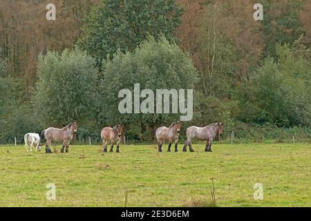 Troupeau de chevaux de trait belges bruns qui broutage dans un pré avec des arbres derrière la réserve naturelle d'iin Bourgoyen, Gand, Flandre, Belgique Banque D'Images
