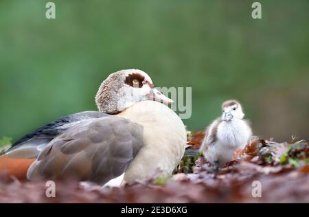 Oie égyptienne avec un mignon petit gosling, Royaume-Uni. Banque D'Images