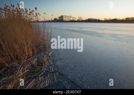 Hautes roseaux secs dans un lac gelé, vue en hiver le soir Banque D'Images