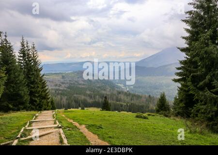 Sentier de montagne boueux sur une glade, avec des spruces et des pins autour, menant à Rusinowa Polana dans les montagnes Tatra, Pologne. Banque D'Images