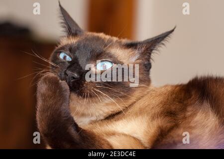 Portrait d'un chat siamois avec de beaux yeux bleus non heureux avec la tête d'un petit diable avec un aspect méchant Banque D'Images