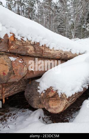 L'air froid de Sibérie couvre la Pologne dans la neige lourde et voit Banque D'Images