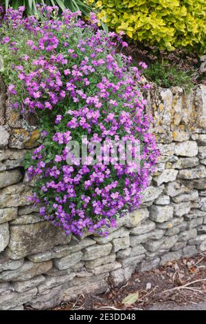 Des fleurs d'Aubretia se sont enventurées sur un mur de pierre au printemps. Banque D'Images