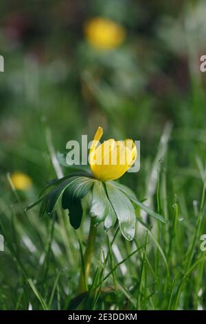 Eranthis hyemalis fleur en hiver. Banque D'Images