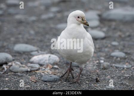 Cheathbill enneigé, Chionis albus, sur la plage de Gold Harbor, île de géorgie du sud, Antarctique. Banque D'Images