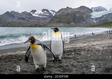 Penguins du roi Aptenodytes patagonica sur la plage de Gold Harbor South Georgia Island, Antarctique Banque D'Images