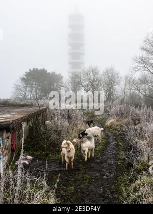 Les chèvres se battent à côté des restes abandonnés de la batterie lourde antiaérienne de Purdown, sous l'émetteur BT protégé par un brouillard dans le parc Stoke de Bristol. Banque D'Images