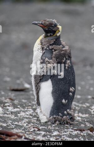 Les manchots du roi muent au plumage des adultes sur la plage à Port d'or géorgie antarctique Banque D'Images