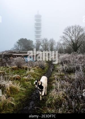 Une chèvre tombe sur le garrigue à côté des restes abandonnés de La batterie lourde antiaérienne de purge et sous l'émetteur BT tour sur un givré et f Banque D'Images