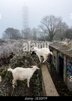 Les chèvres se battent à côté des restes abandonnés de la batterie lourde antiaérienne de Purdown, sous l'émetteur BT protégé par un brouillard dans le parc Stoke de Bristol. Banque D'Images