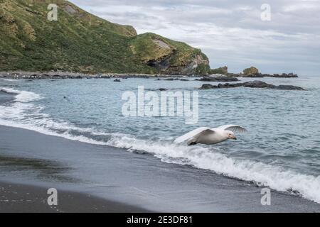 Cheathbill enneigé, Chionis albus, sur la plage de Gold Harbor, île de géorgie du sud, Antarctique. Banque D'Images