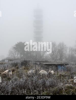 Les chèvres se battent à côté des restes abandonnés de la batterie lourde antiaérienne de Purdown, sous l'émetteur BT protégé par un brouillard dans le parc Stoke de Bristol. Banque D'Images