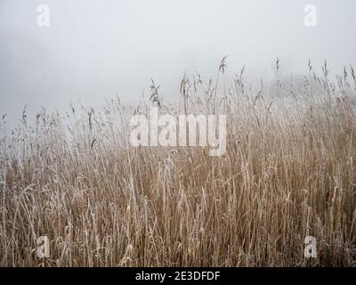 Le gel hivernal couvre de grandes herbes sur les rives de l'étang Dunchess lors d'une matinée d'hiver brumeuse dans le parc Stoke de Bristol. Banque D'Images