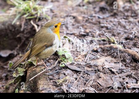 Un Robin européen perche dans un parc à Snuff Mills dans la vallée de la Frome à Bristol. Banque D'Images
