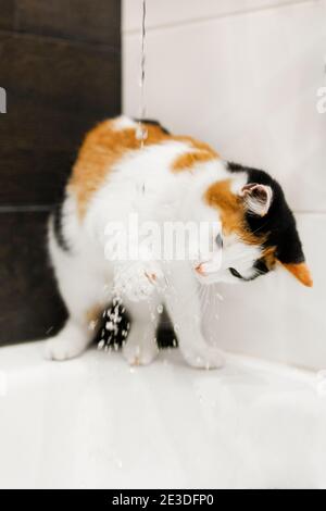 Tricolor court chaton en jouant avec de l'eau dans le bain Banque D'Images