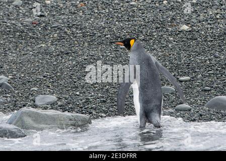 Penguin King émergeant de la mer à Cooper Bay, île de géorgie du sud Antarctique, Banque D'Images