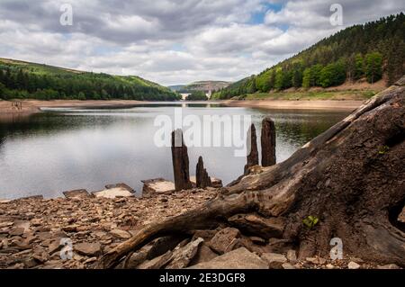 De faibles niveaux d'eau révèlent d'anciennes racines et structures d'arbres dans le réservoir Derwent, sous les collines du district de pic de Derbyshire. Banque D'Images