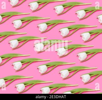 Motif tulipes blanches sur fond rose Banque D'Images
