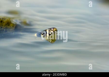 Zaskroniec/Grass Snake (Natrix natrix) Banque D'Images