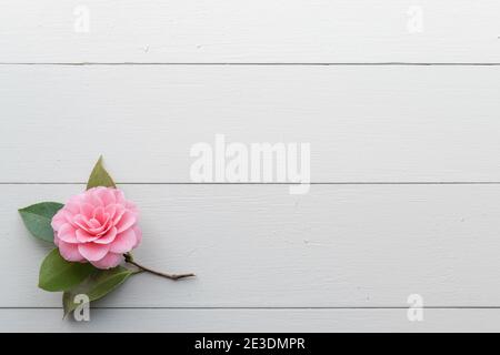 Une fleur de camélia isolée sur fond de bois blanc Banque D'Images