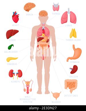 Infographie sur l'anatomie humaine. Noms et emplacement des organes internes anatomiques, illustrations des reins, du cœur et du cerveau. Organes internes médicaux Illustration de Vecteur