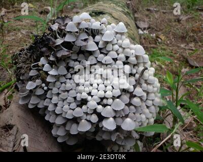 Une grande colonie de champignons blancs sur le côté d'un tronc d'arbre de noix de coco mort Banque D'Images