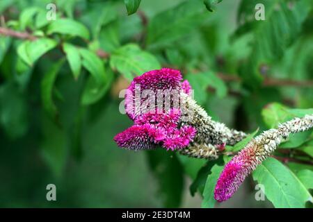 Gros plan bouquet de fleurs violettes de forme pointue Banque D'Images