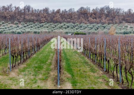 L'oliveraie de Garda et les vignobles de Bardolino. Banque D'Images