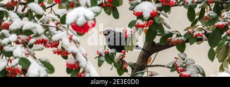 Oiseau noir commun, Turdus merula, mangeant des graines rouges sous la neige Banque D'Images