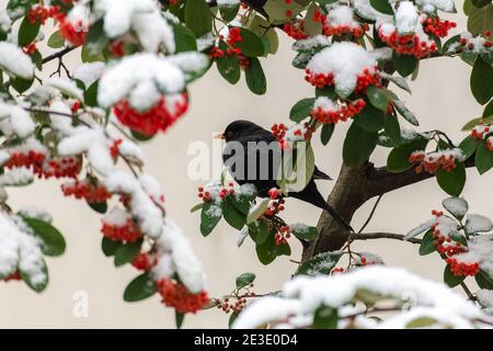 Oiseau noir commun, Turdus merula, mangeant des graines rouges sous la neige Banque D'Images