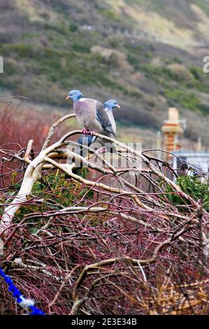 Île de Portland. 18 janvier 2021. Météo Royaume-Uni. Une paire de pigeons en bois adorés, profitez d'une journée printanière sur l'île de Portland. Crédit : stuart fretwell/Alay Live News Banque D'Images