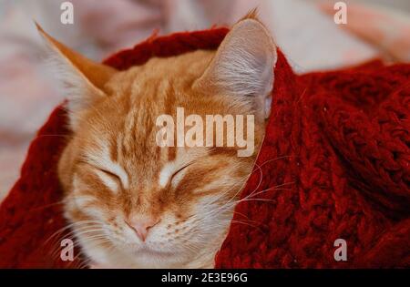 Portrait d'un chat au gingembre dormant sous un tricoté rouge couverture Banque D'Images