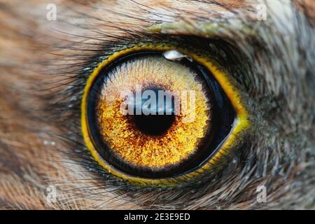 Gros plan, macro-effet de Hen Harrier (Circus cyaneus) Banque D'Images