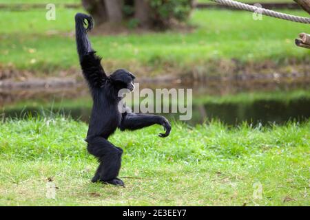 Singe araignée à tête noire dans un parc allemand Banque D'Images