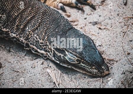 Lézard noir sur le sable - photo en gros plan Banque D'Images