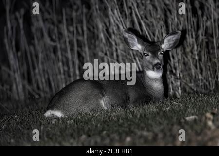 Mule Deer, Odocoileus hemionus, la nuit au camping page Springs, Frenchglen, Oregon, États-Unis Banque D'Images