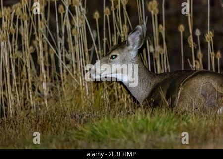 Mule Deer, Odocoileus hemionus, la nuit au camping page Springs, Frenchglen, Oregon, États-Unis Banque D'Images