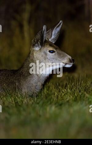 Mule Deer, Odocoileus hemionus, la nuit au camping page Springs, Frenchglen, Oregon, États-Unis Banque D'Images