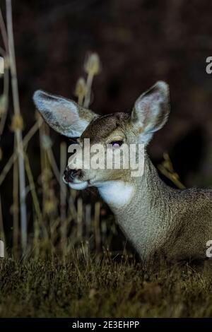 Mule Deer, Odocoileus hemionus, la nuit au camping page Springs, Frenchglen, Oregon, États-Unis Banque D'Images