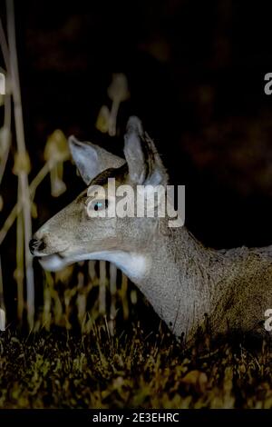 Mule Deer, Odocoileus hemionus, la nuit au camping page Springs, Frenchglen, Oregon, États-Unis Banque D'Images