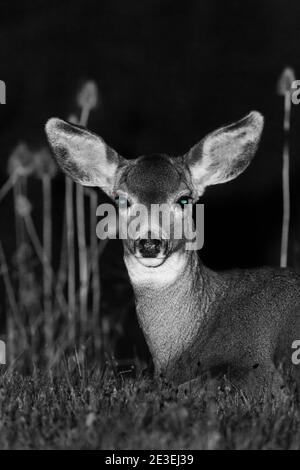 Mule Deer, Odocoileus hemionus, la nuit au camping page Springs, Frenchglen, Oregon, États-Unis Banque D'Images