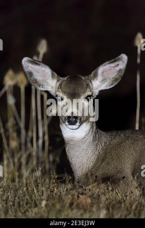 Mule Deer, Odocoileus hemionus, la nuit au camping page Springs, Frenchglen, Oregon, États-Unis Banque D'Images