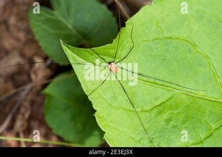 Vadnais Heights, Minnesota. Forêt John H. allison. Brun Daddy-long-jambes ou Harvestman. Araignée, Phahannium opilio assis sur une feuille verte. Banque D'Images